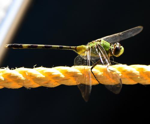 Réf. 200 212 : Erythemis vesiculosa