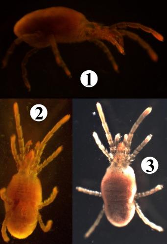 Réf. 200 362 : Allothrombium meridionale