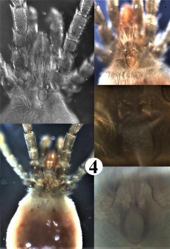 Réf. 200 363 : Allothrombium meridionale