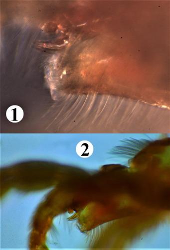 Réf. 200 365 : Allothrombium meridionale