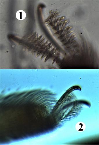 Réf. 200 366 : Allothrombium meridionale