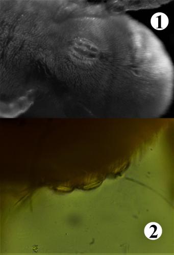 Réf. 200 368 : Allothrombium meridionale