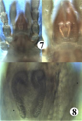 Réf. 200 369 : Allothrombium meridionale