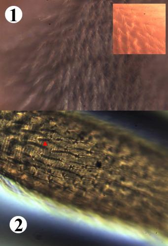 Réf. 200 939 : Allothrombium meridionale