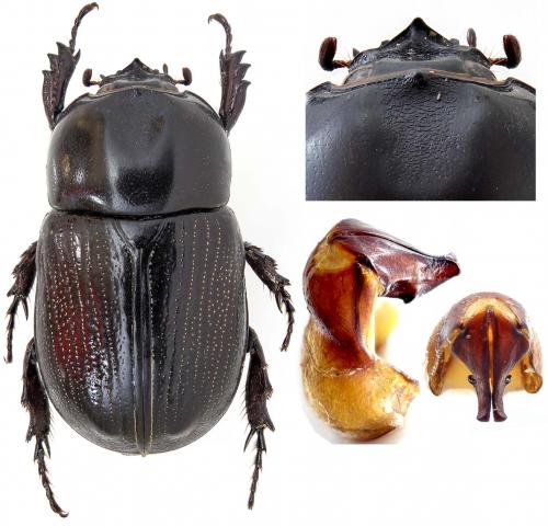 Oxyligyrus zoilus