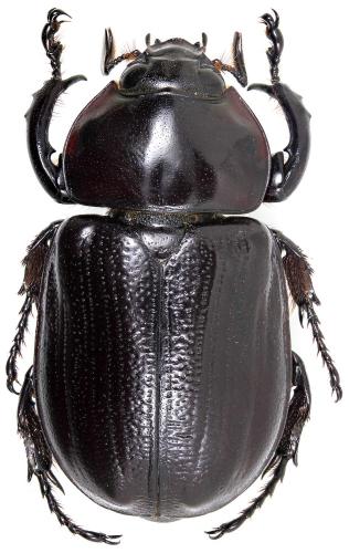 Réf. 200 451 : Harposceles paradoxus