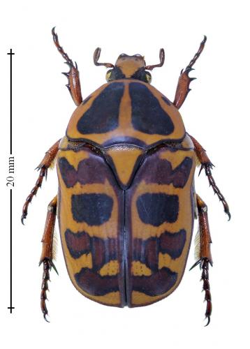 Réf. 200 913 : Pachnoda cordata dahomeyana