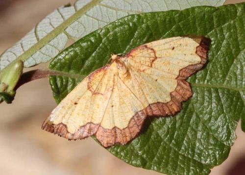 Epione vespertaria