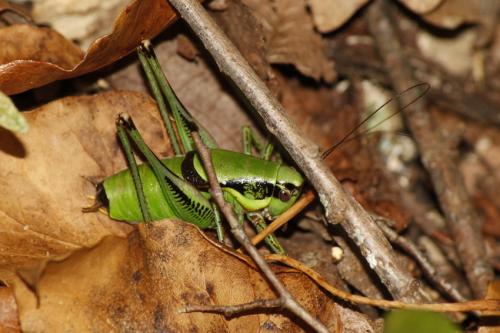 Réf. 200 613 : Eupholidoptera schmidti
