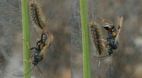 Réf. 200 660 : Microgastrinae inconnu