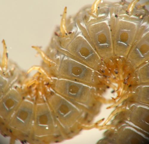 Henia vesuviana
