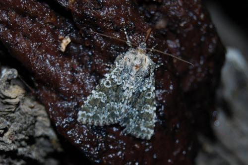 Polymixis polymita