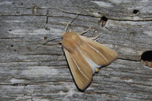 Réf. 200 608 : Mythimna litoralis