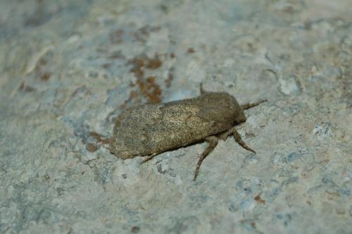 Dasypolia ferdinandi