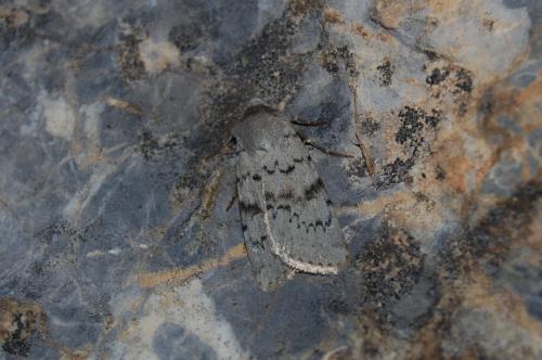 Epipsilia grisescens
