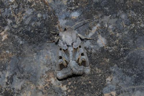 Episema glaucina