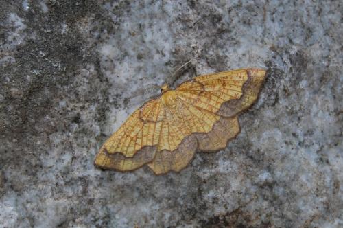 Epione vespertaria