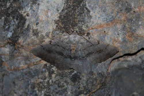 Gnophos dumetata