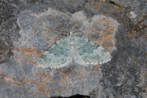 Réf. 200 538 : Colostygia aqueata