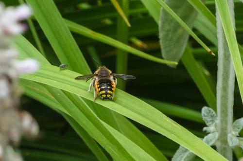 Anthidium manicatum