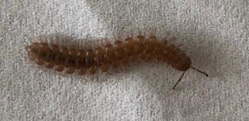 Polydesmus sp.