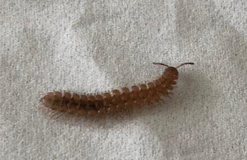 Polydesmus sp.