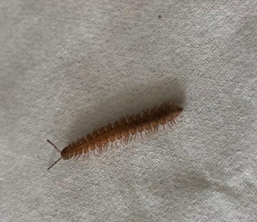 Polydesmus sp.