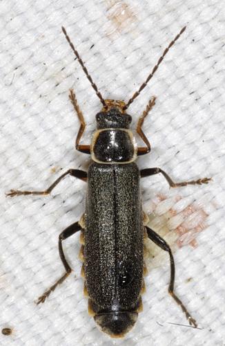 Réf. 200 573 : Cantharis fibulata