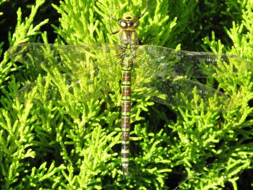 Aeshna cyanea