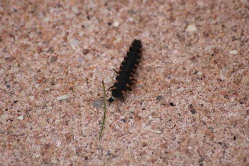 Lampyris noctiluca