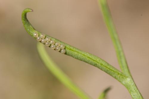 Réf. 200 254 : Euphydryas aurinia