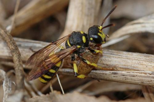 Cerceris quadricincta