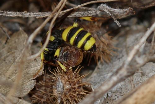 Cerceris quadricincta