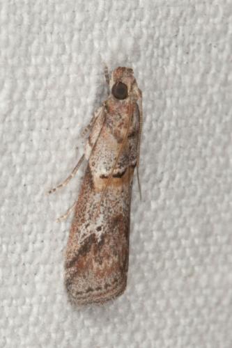 Réf. 200 806 : Acrobasis bithynella