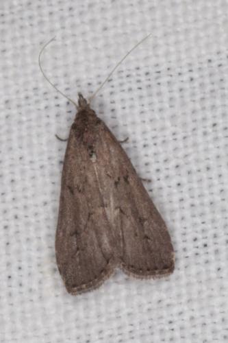 Schrankia costaestrigalis