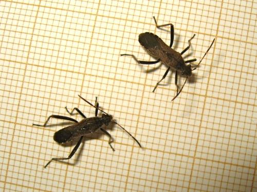 Réf. 200 961 : Alydus calcaratus
