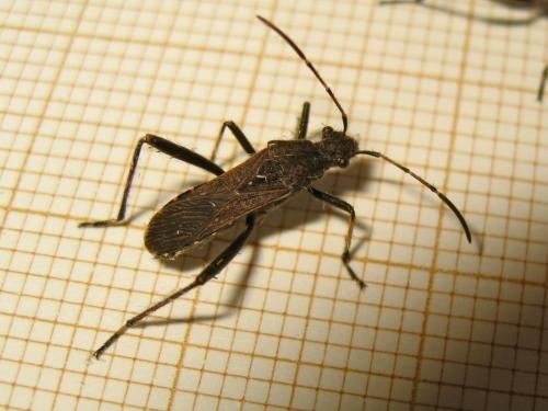 Réf. 200 962 : Alydus calcaratus