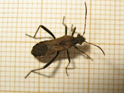 Réf. 200 963 : Alydus calcaratus