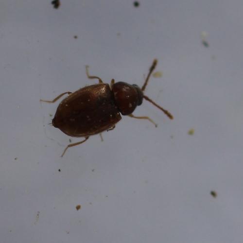 Atomaria sp.