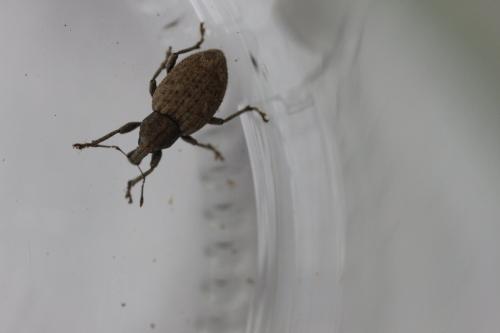 Graptus triguttatus