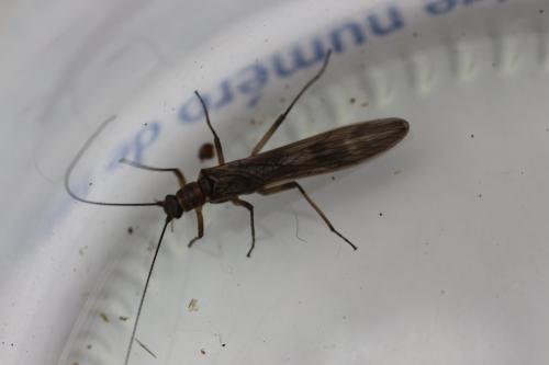 Réf. 200 251 : Brachyptera sp.