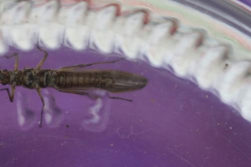 Brachyptera sp.