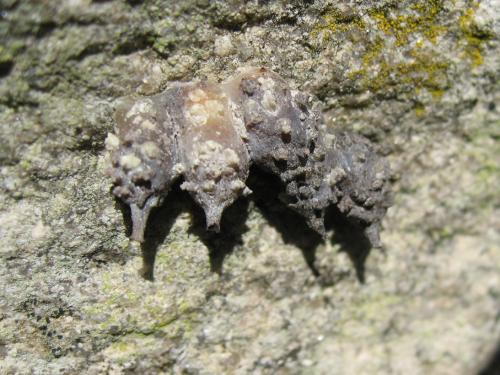 Réf. 200 011 : Anthidiellum strigatum