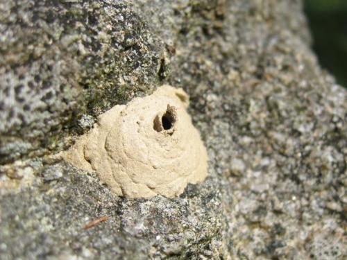 Eumenes sp.