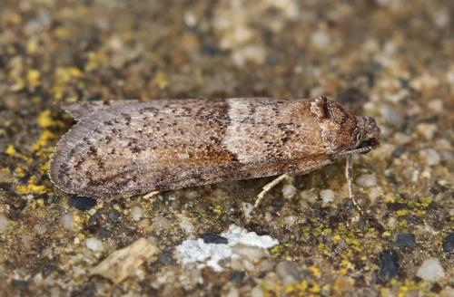 Réf. 200 629 : Tortricodes alternella
