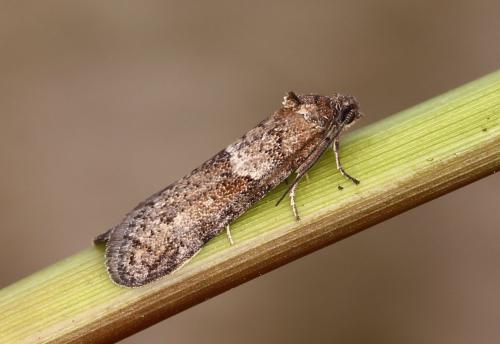 Réf. 200 628 : Tortricodes alternella