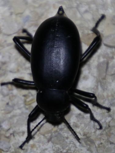 Blaps lusitanica