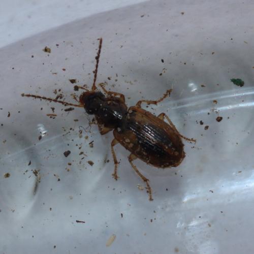 Réf. 200 758 : Acupalpus sp.