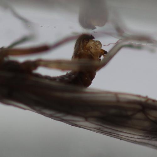 Réf. 200 760 : Brachyptera risi