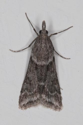 Réf. 200 734 : Eudonia angustea